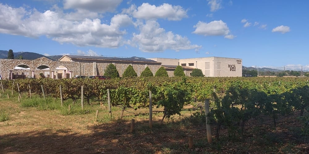 Vinsmagning på Mallorca Vinsmagning på Mallorca - Macia Batle - rejstilmallorca.dk - din Mallorcaguide